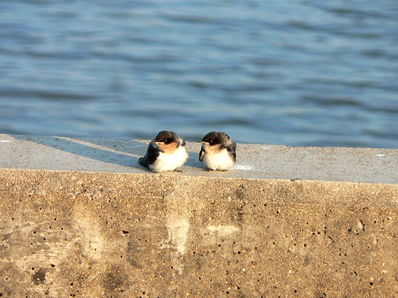 JAR 368.JPG - Romantická schůzka na mostě.